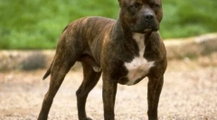 American pit bullherier (снимка): безмилостен боец ​​и надежден приятел